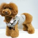 숑숑펫살롱 이미지