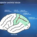 신경과학(신경해부학)8강 마루엽 이미지