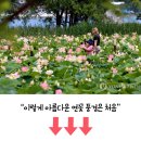 "해외여행 부럽지 않은 여름 가족 나들이"... 해외 못지않은 7월 국내 캠핑 명소 4곳 이미지