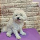 보미 펫 살롱 이미지