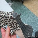 구두수선 이미지