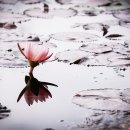 연꽃마을건넌들 이미지