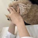 동탄시티동물의료센터 이미지