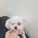 아지애견 이미지