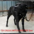 CH CROSS WITCH DOCTOR 3xw 이미지