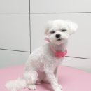 오룡애견미용 이미지