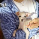 퍼피로운 이미지