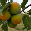 선행농원 이미지