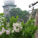 수수꽃다리 이미지