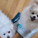 바른독 | 이즈칸 독 시니어밸런스 신제품 강아지 사료 체험 후기