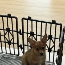 코기절미 이미지