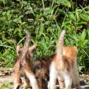 똥꼬발랄 이미지