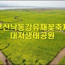 부산낙동강유채꽃축제 Daum카페
