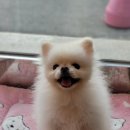 오늘도 너에개 이미지