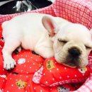 도그컴퍼니 이미지