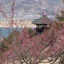 그래도 꽃 이미지