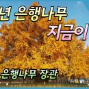 원주 반계리 은행나무 &#39;장관&#39; 대한민국 최고의 800살 은행나무가 드디어 황금기 이미지