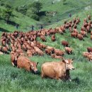 초지한우 이미지