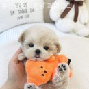 부산강아지분양 퍼피몰리 | 부산강아지분양 퍼피몰리 투명하고 정직한 분양업체