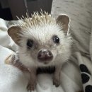 보해분식 이미지