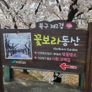 시청별관앞 꽃보라동산 | 대구 북구 산격동 꽃보라동산 벚꽃 후기｜사진 찍기 좋은 봄 산책 명소