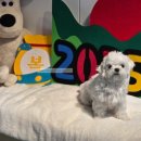 헤이, 댕댕 이미지