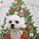 망고펫살롱 이미지