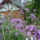 해돋이펜션 이미지