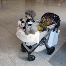 다둥이 개모차 두잇 시티로버 내돈내산 찐사용 후기