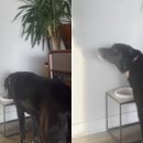 강아지사랑 이미지