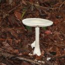흰가시광대버섯| 이미지