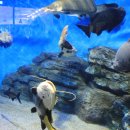 벨라루나 이미지