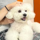 개랑놀아주는남자 이미지