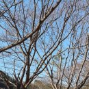 유명산밸리 캠핑장 | 4월 8일 가평 지지밸리 유명산 캠핑장 D1 벚꽃캠 실패