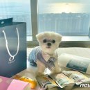 펫 패밀리 이미지