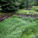 반딧불이의 기억 이미지