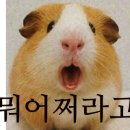 애니멀 라이프 네이버블로그