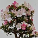 손희라