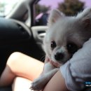 영이언니네 이미지