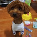 (주)퍼피웍스 | 2017년 케이펫페어 후기 &amp; 꿀팁 공유