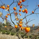 신농농장 이미지