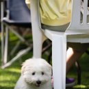 꼬똥사파이어 이미지