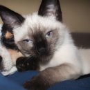 강아지와 고양이 이미지