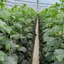 박대성농장 이미지