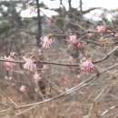 경북 영양군 포태봉-곳대봉-삼막골봉-양향산-삼산 (23.03.09) 이미지