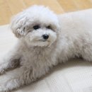 꽃개미용실 이미지