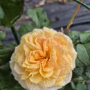 베아트리체 외 이미지