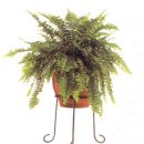 오블리에 이미지