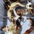 영소 농장 이미지