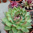 엘도라도 이미지